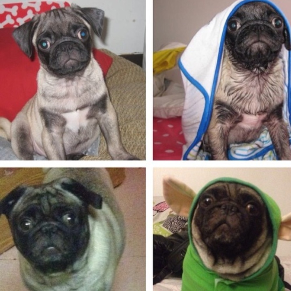 Meet your Posher, Eunice